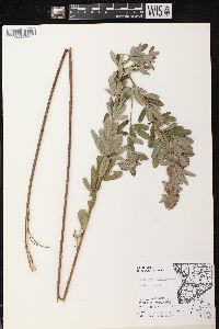 Lespedeza capitata image