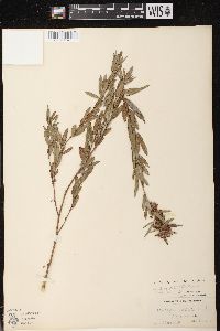 Lespedeza capitata image