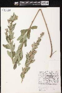 Lespedeza capitata image