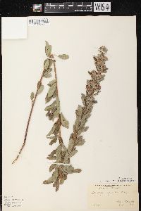 Lespedeza capitata image