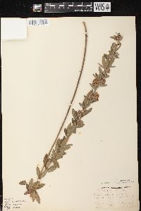 Lespedeza capitata image