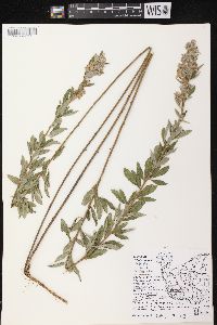 Lespedeza capitata image