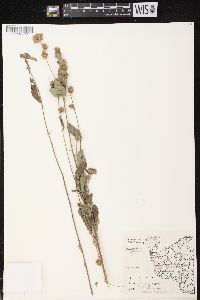 Lespedeza capitata image