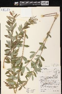 Lespedeza capitata image