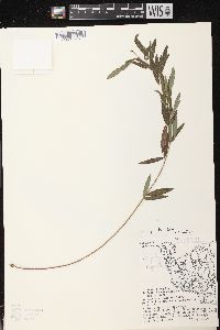 Lespedeza capitata image