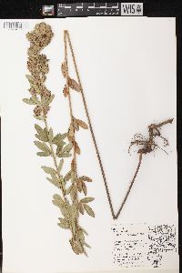 Lespedeza capitata image