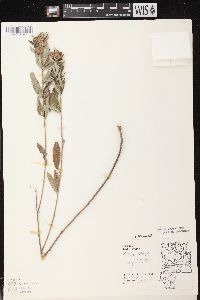 Lespedeza capitata image