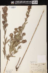 Lespedeza capitata image