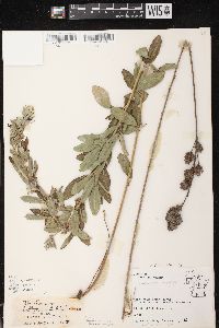 Lespedeza capitata image