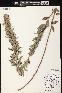 Lespedeza capitata image