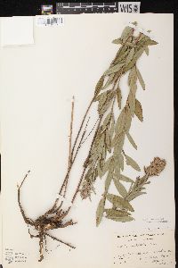 Lespedeza capitata image