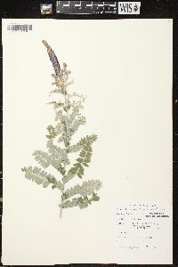 Amorpha canescens image