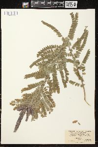 Amorpha canescens image