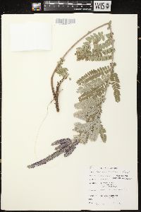 Amorpha canescens image