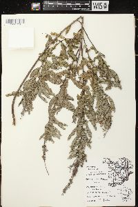 Amorpha canescens image