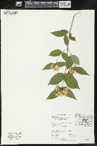 Viburnum rafinesqueanum image