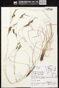 Image of Carex nigra