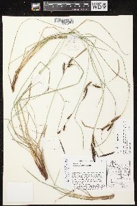 Carex nigra image