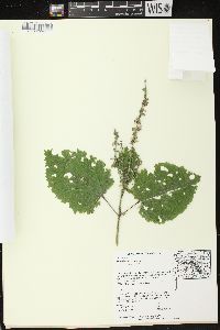 Scutellaria ovata subsp. ovata image