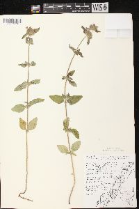 Clinopodium vulgare image