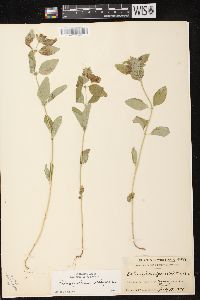 Clinopodium vulgare image