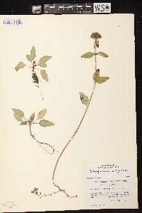 Clinopodium vulgare image