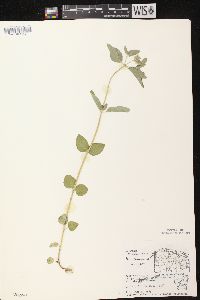 Clinopodium vulgare image