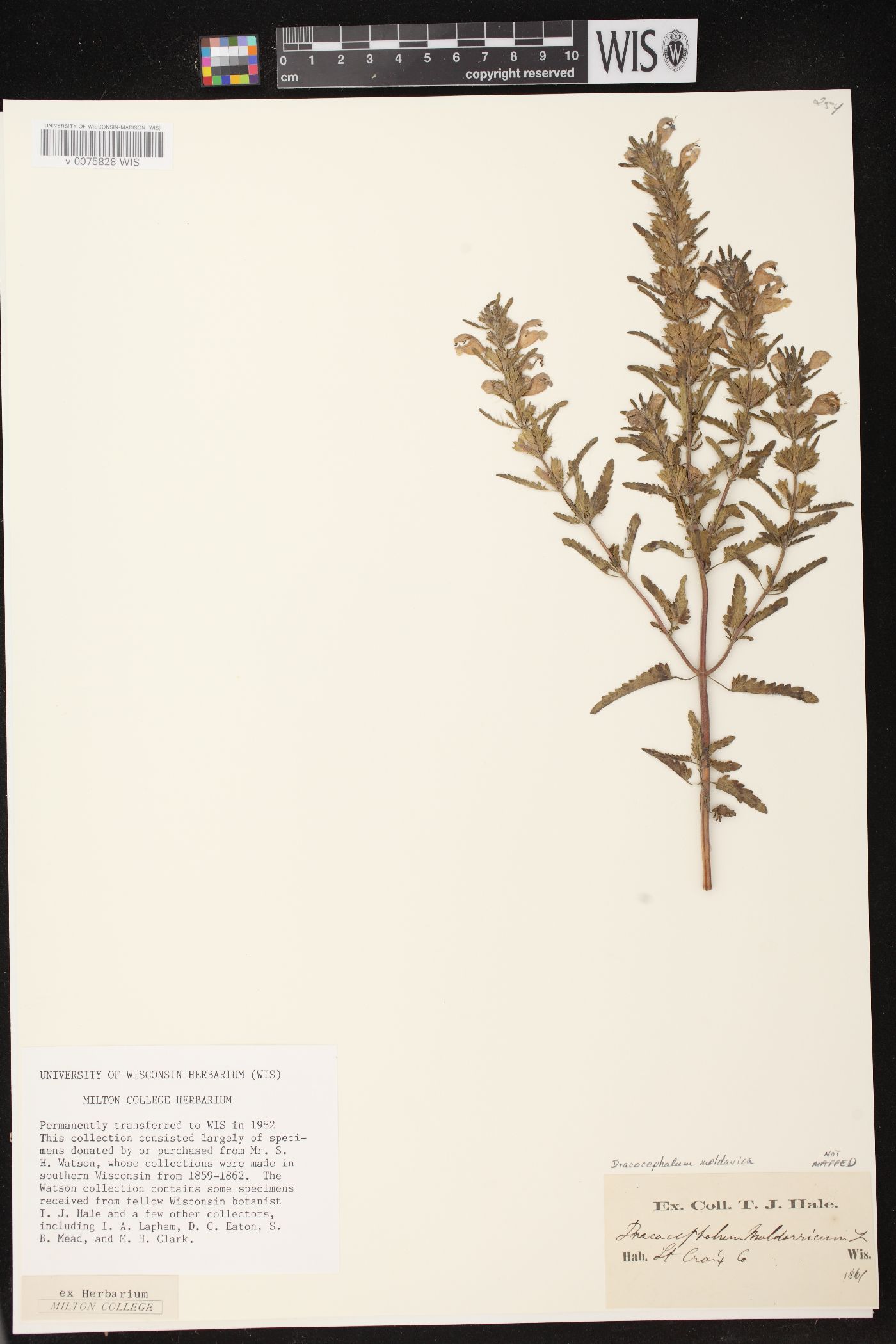 Dracocephalum moldavica image