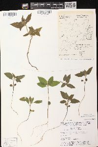 Galeopsis tetrahit var. bifida image