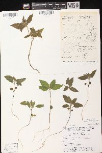 Galeopsis tetrahit image