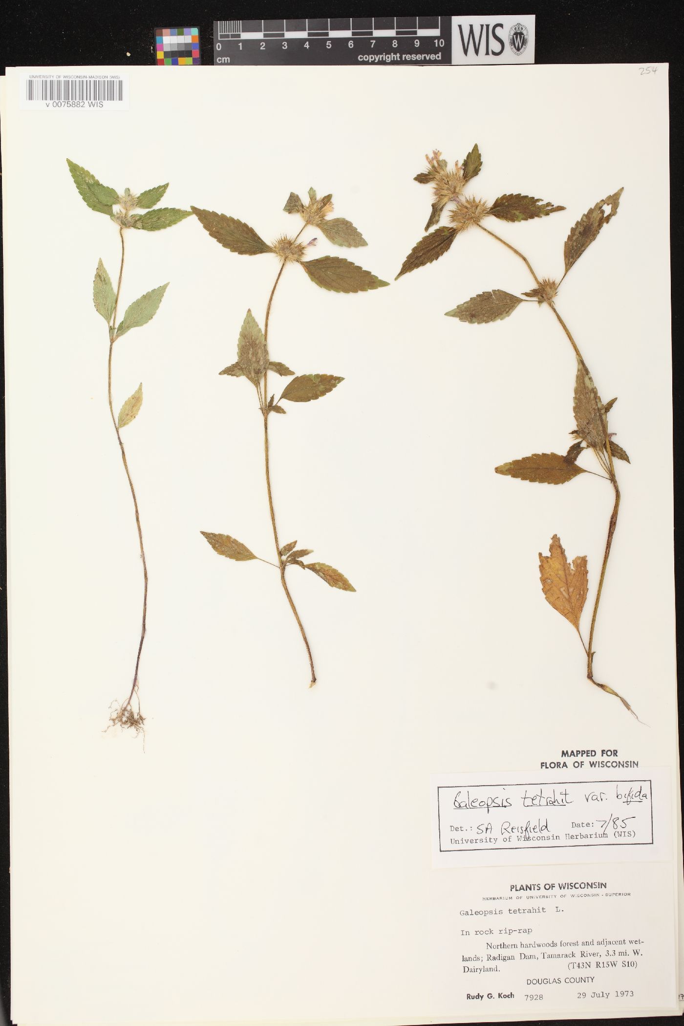 Galeopsis tetrahit var. bifida image
