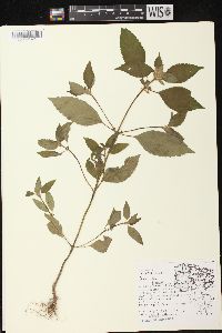 Galeopsis tetrahit var. bifida image