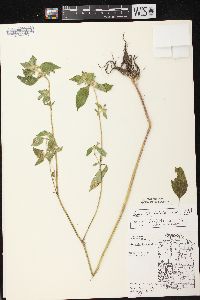 Galeopsis tetrahit var. bifida image