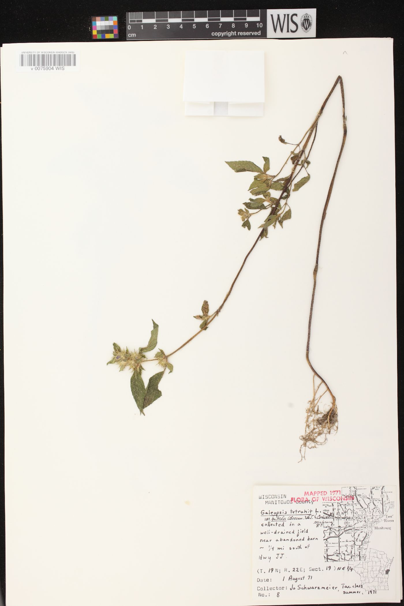 Galeopsis tetrahit var. bifida image