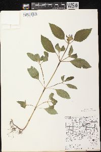 Galeopsis tetrahit image