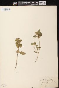 Galeopsis tetrahit image