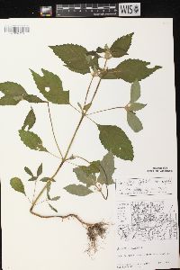 Galeopsis tetrahit var. bifida image