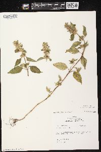 Galeopsis tetrahit var. bifida image