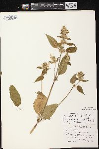 Galeopsis tetrahit var. tetrahit image