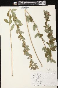 Lespedeza capitata image