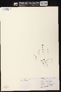 Hedeoma hispida image