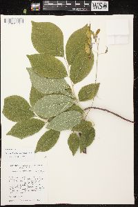 Cladrastis kentukea image