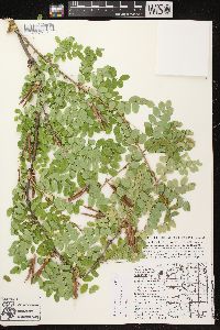 Caragana arborescens image