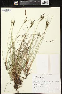 Carex nigra image