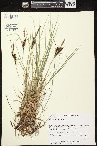 Carex nigra image