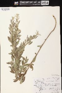 Lespedeza capitata image