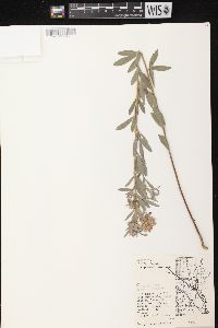 Lespedeza capitata image