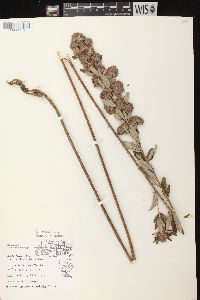 Lespedeza capitata image