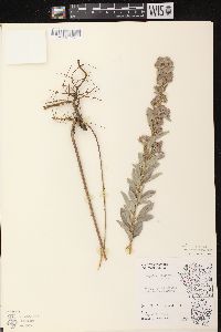 Lespedeza capitata image