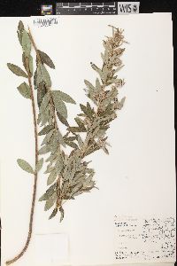 Lespedeza capitata image